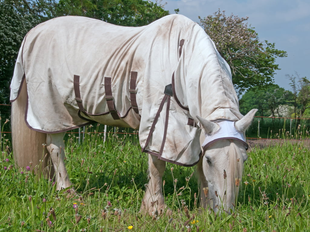 Paard met zomereczeem behandelen