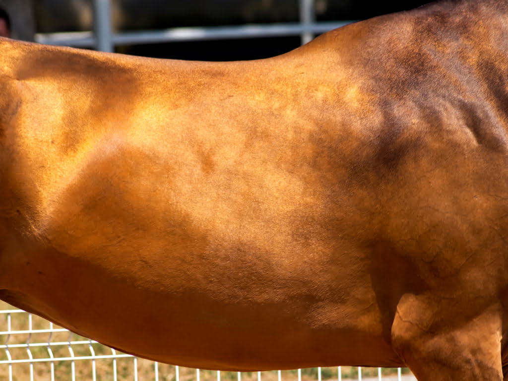 maagzweren bij paarden genezen