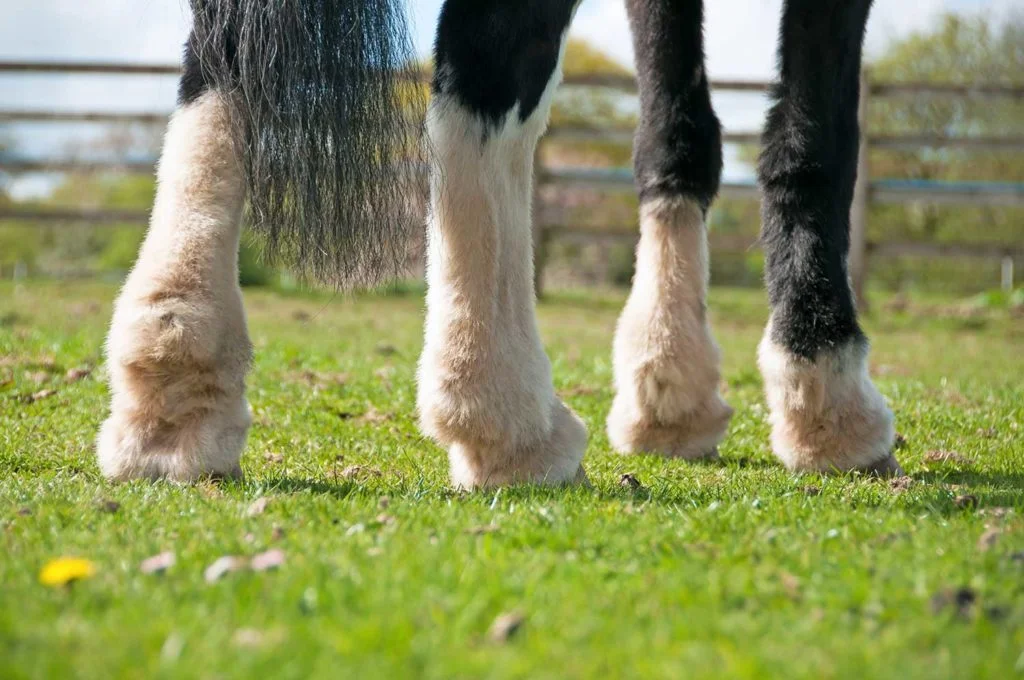 CPL bij paarden symptomen en behandeling