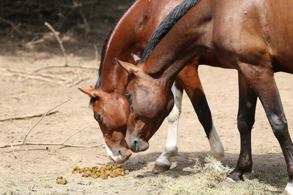 help mijn paard eet mest