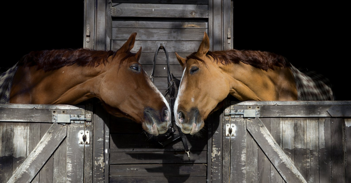 Boven hoofd en schouder Maaltijd pasta 8 DIY tips voor in de stal van je paard