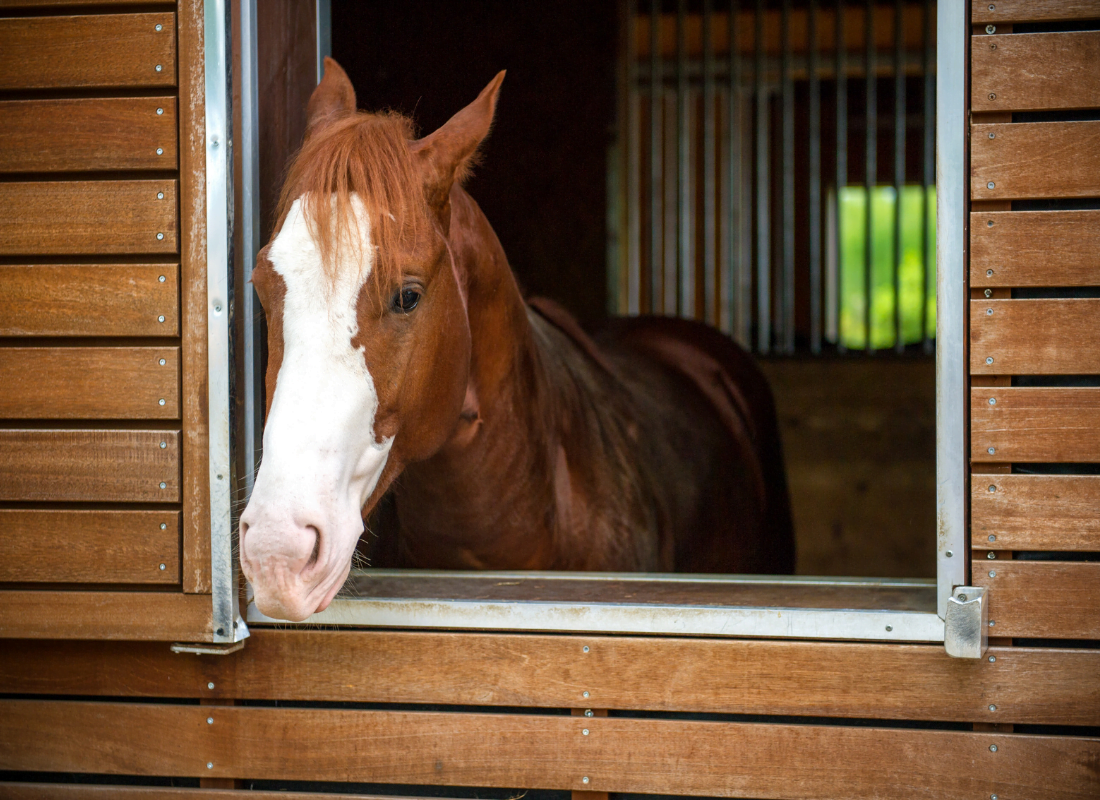 Verplaatsbaar personeelszaken Glimmend Hoe voorkom je boxlopen van jouw paard? | AskHELTIE