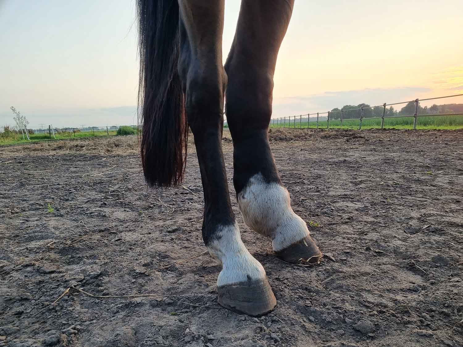 Einschuss bij paarden: symptomen, oorzaak en behandeling