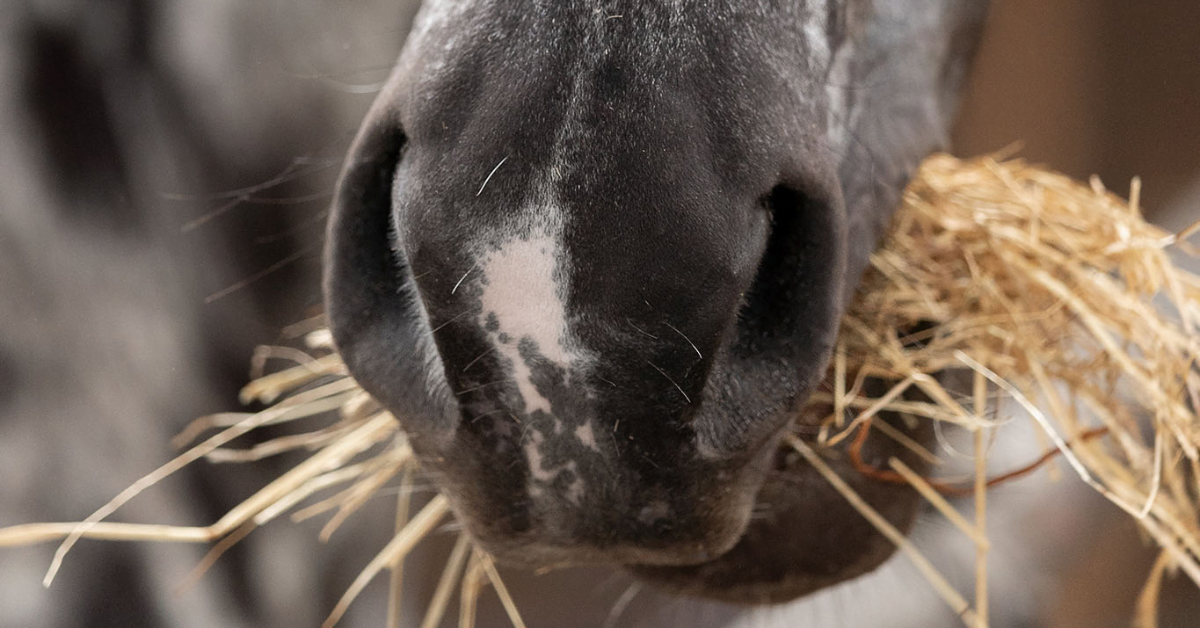 COPD en dampigheid bij paarden